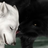 Loup noir romantique