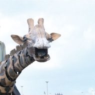 Loup royal de luxe